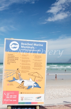 Beached Marine Animal Guidelines Sign, Muizenberg, Western Cape, South Africa