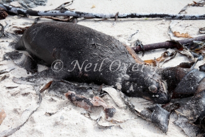 Dead juvenile Cape Fur Seal or Fur Seal (Arctocephalus pusillus) washed up on beach after storm, Pringle Bay, Western Cape, South Africa