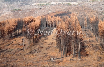 Commercial Pine Plantation being harvested after serious fire (March 2015), Jonkershoek Nature Reserve, Stellenbosch, Western Cape, South Africa.