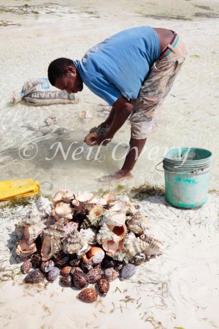 Shell being prepared for sale. Shells for sale on the beach. It is actually illegal to sell or buy shells as the harvesting of sea shells is having a damaging effect on sea life and coral formations on the east coast of Zanzibar. Jambiani, Zanzibar, Tanzania