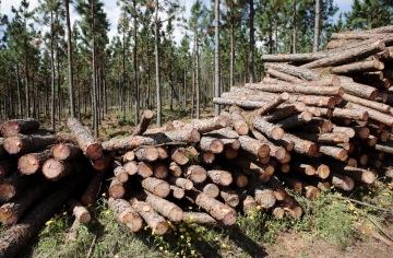 Recently felled Conifer (Pinus) timber from tree plantation near Graskop, Mpumalanga, South Africa