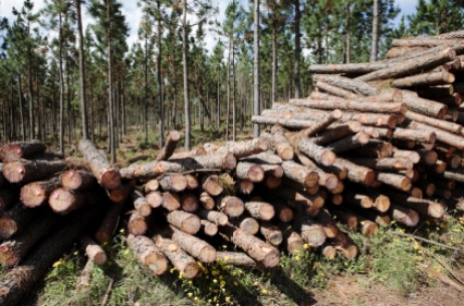 Recently felled Conifer (Pinus) timber from tree plantation near Graskop, Mpumalanga, South Africa