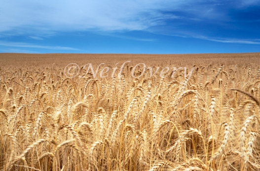 Field of Wheat, Overberg, South Africa
