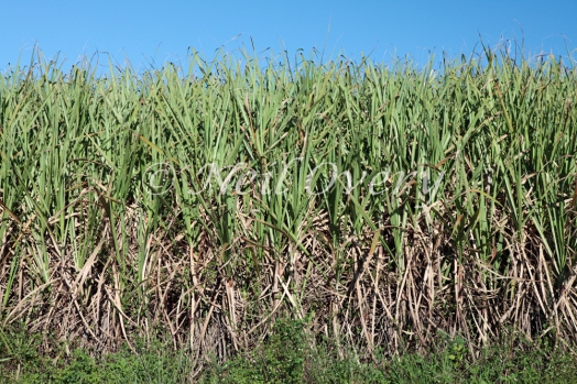 Field of Sugarcane (Sacharum Officinarum), nr Harburg, Kwa-Zulu Natal, South Africa